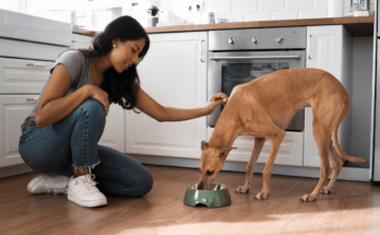 Instinct limited ingredient dog food