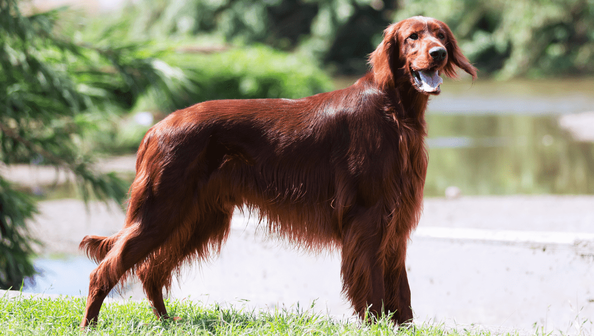 Golden Bernese Mountain Dog|