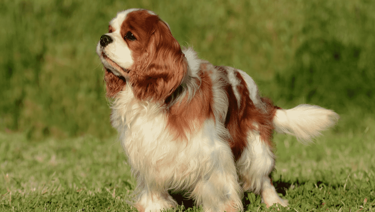 Golden Bernese Mountain Dog|