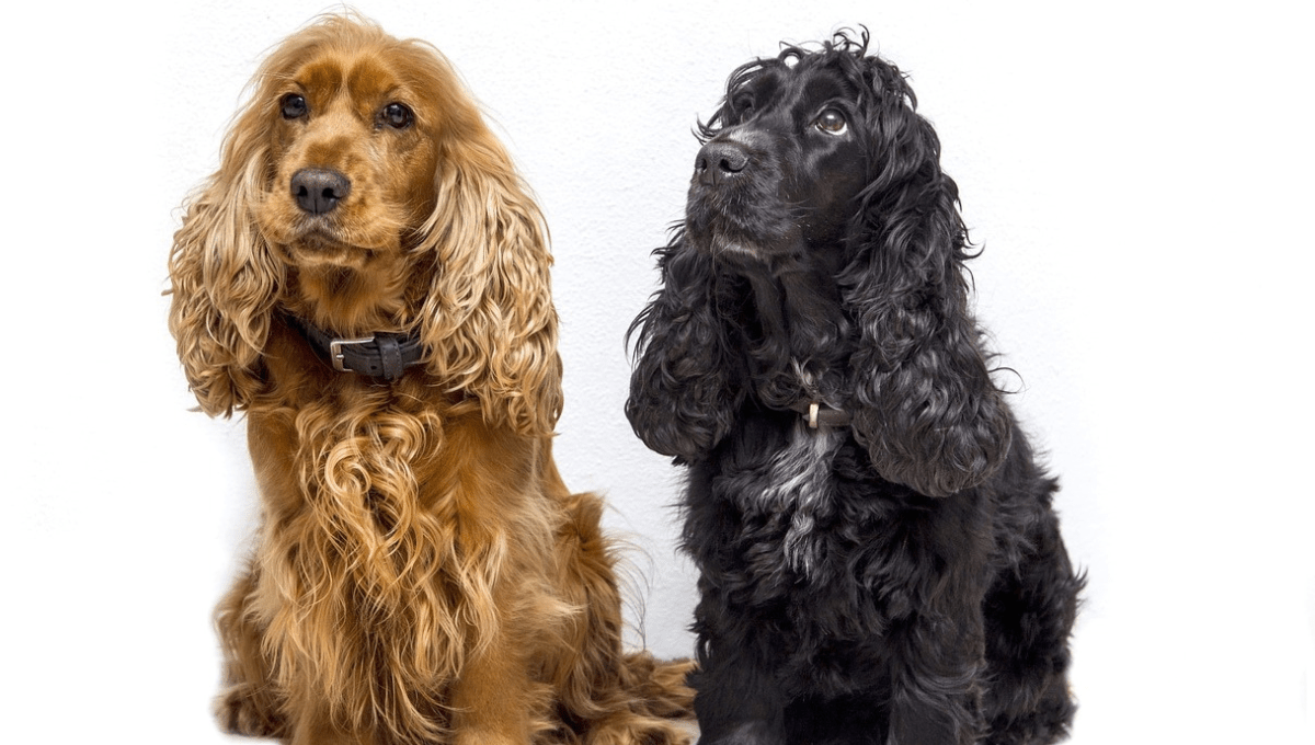 10 Black and Brown Dog Breeds