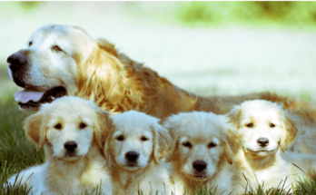 10 black and brown dog breeds a group photo