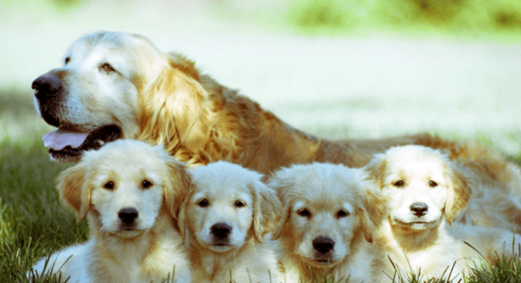 10 black and brown dog breeds a group photo