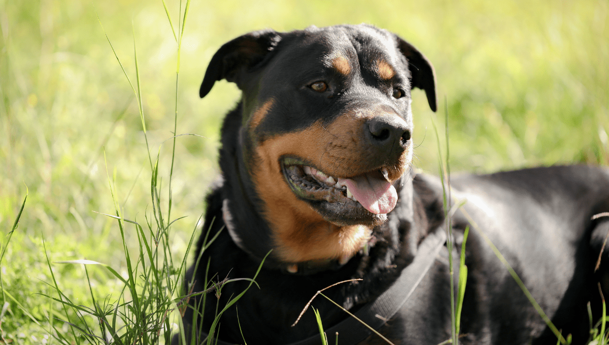 10 Black and Brown Dog Breeds