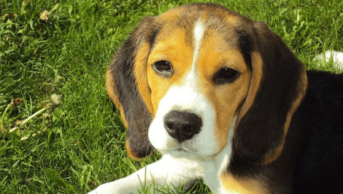 10 Black and Brown Dog Breeds