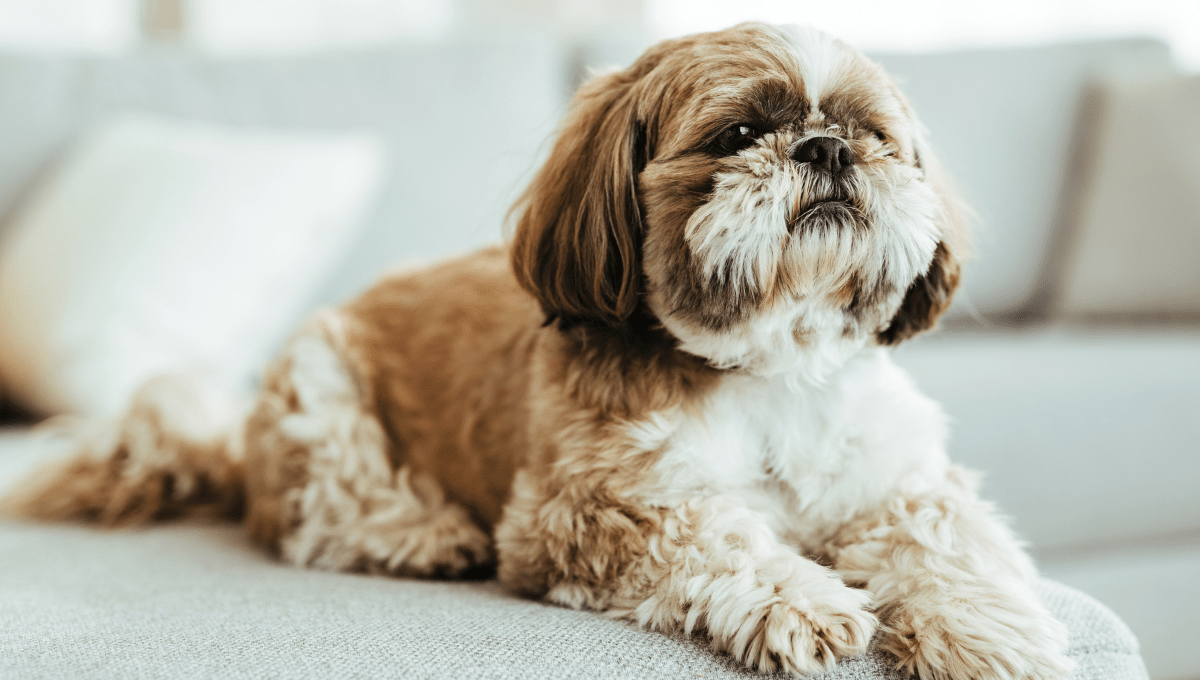 10 Black and Brown Dog Breeds