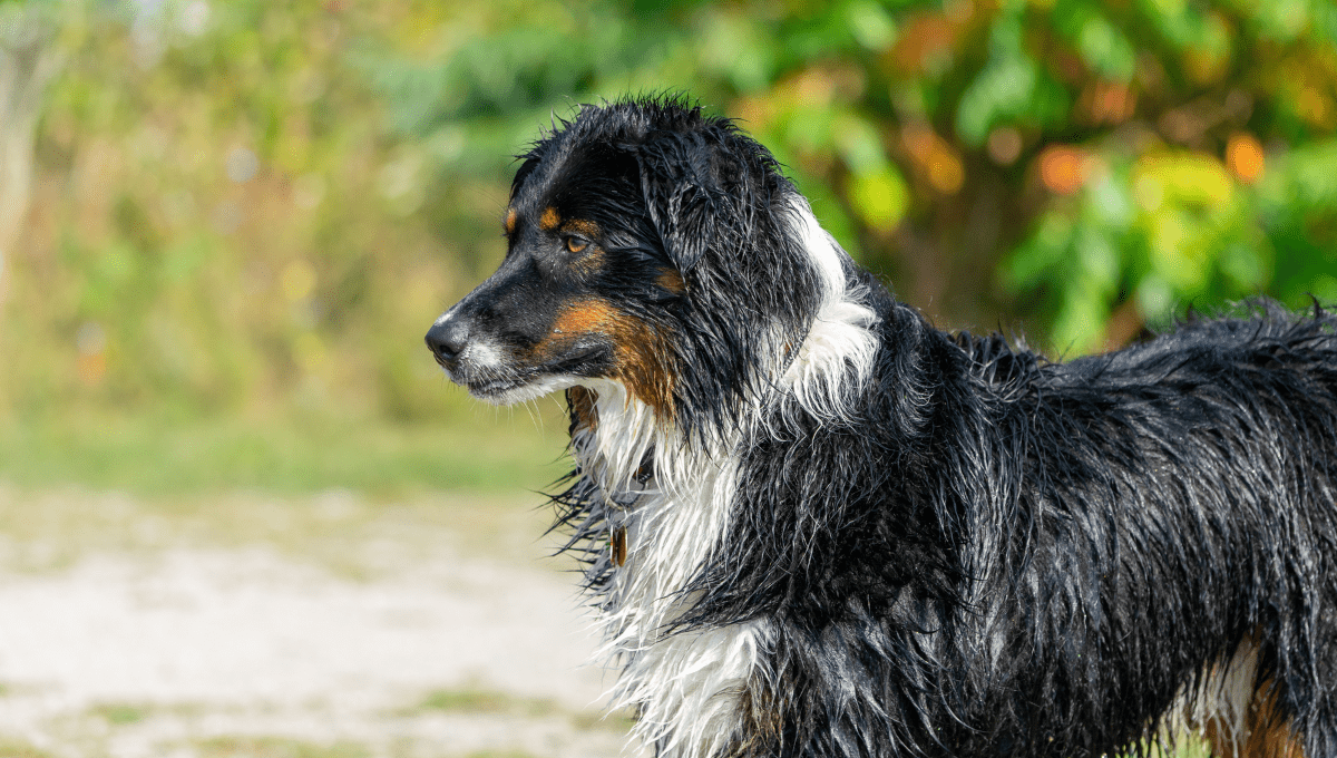 Reasons You Should NOT To Get A Bernese Mountain Dog