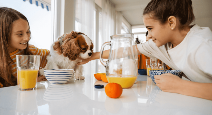 How to Know When Puppy Needs More Food