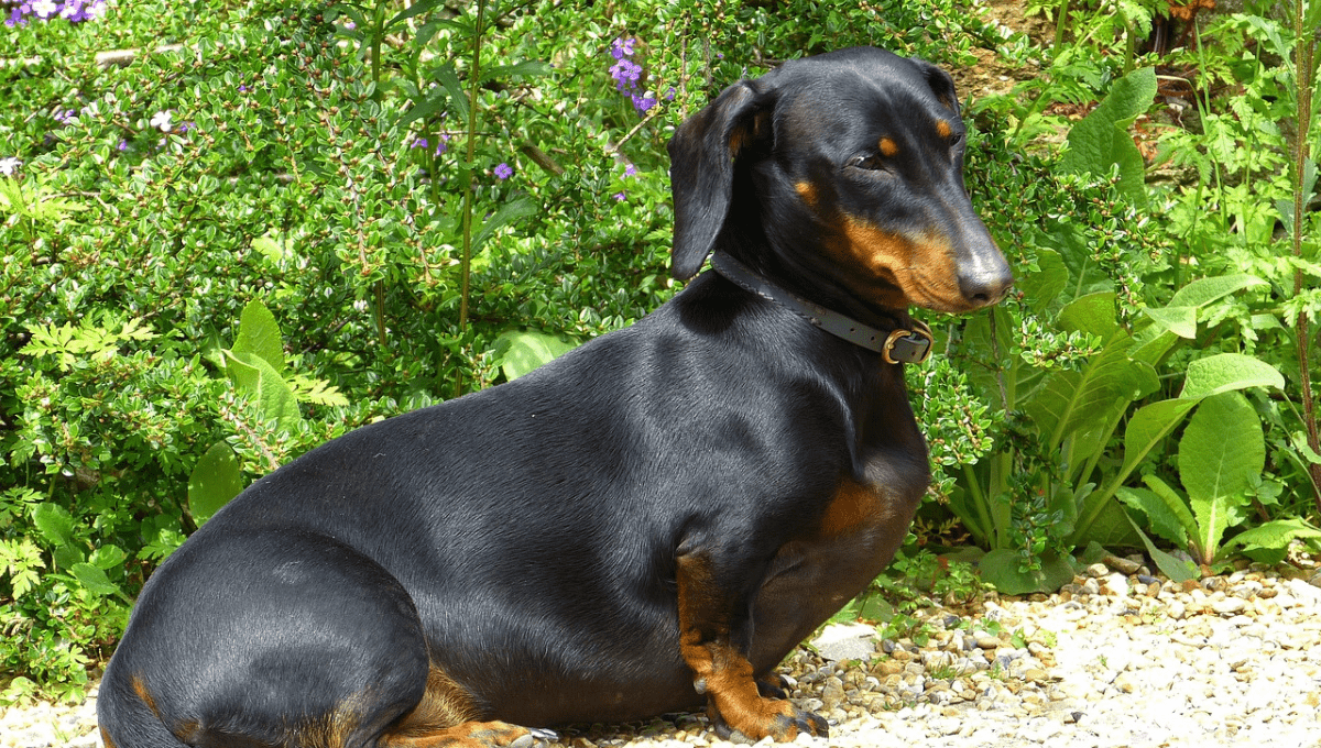 10 Black and Brown Dog Breeds