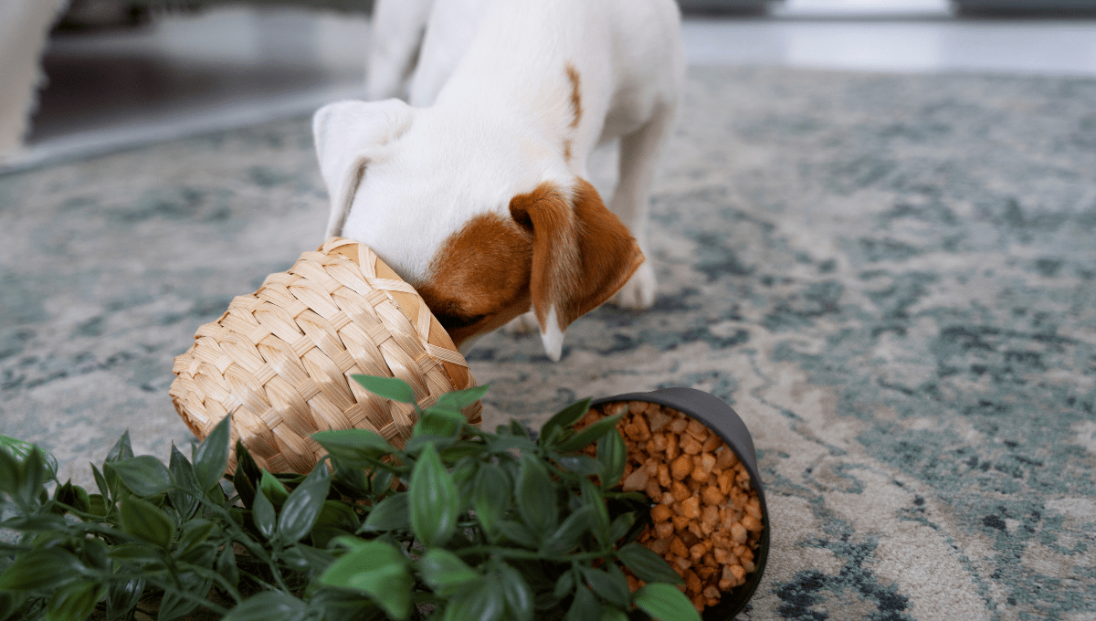 Can senior dogs eat puppy food? 