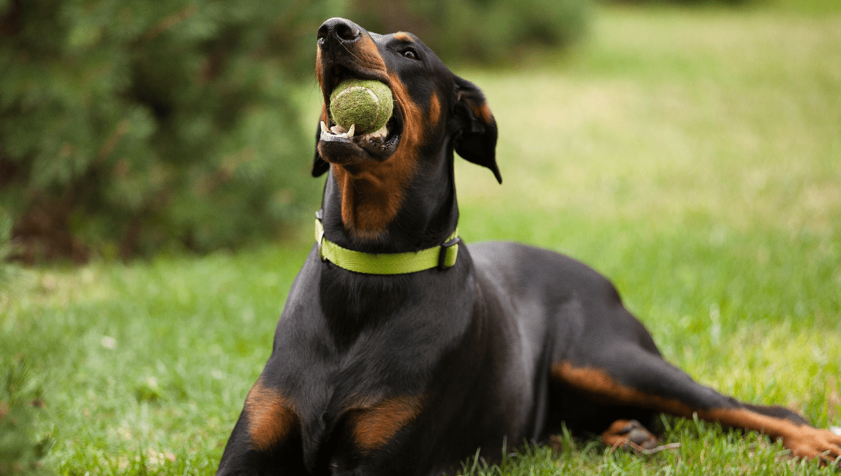 10 Black and Brown Dog Breeds