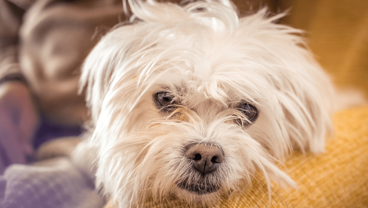 best emotional support dog breeds for anxiety and depression