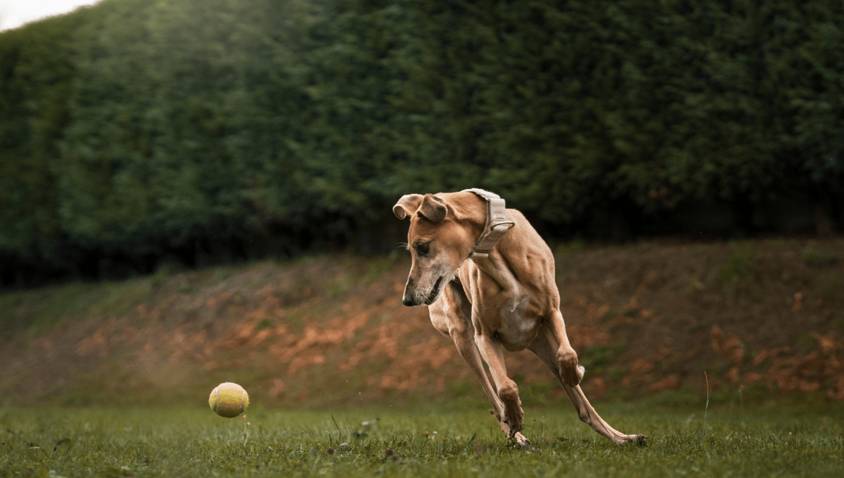 Can senior dogs eat puppy food? 