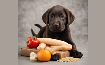 Natural Balance Puppy Food