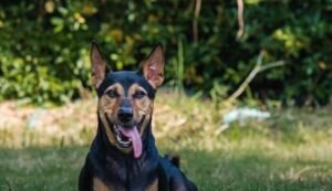 German shepherd mix doberman pinscher