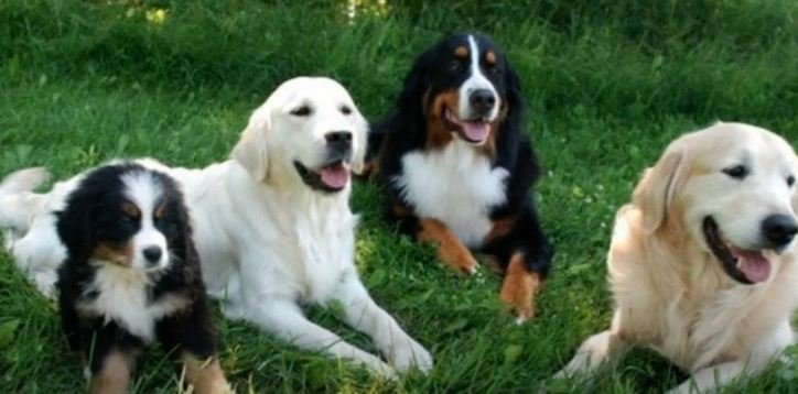 golden Bernese mountain dog