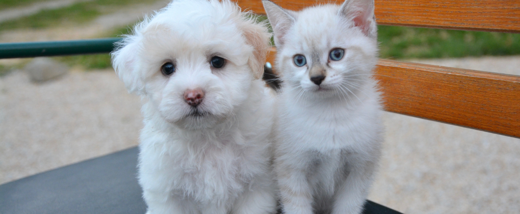  Balance Puppy Food