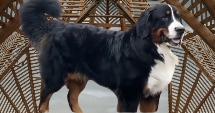 Bernese Mountain Dog Rescue