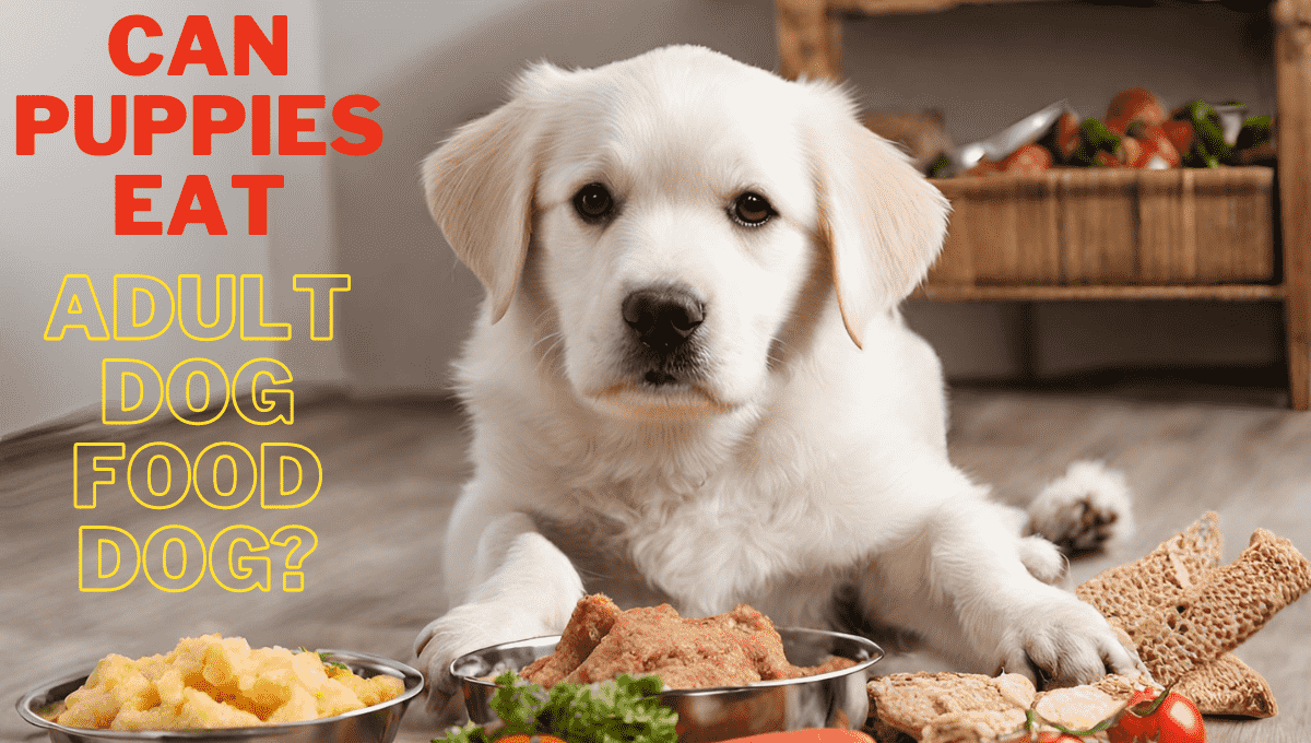 Can Puppies Eat Adult Dog Food?