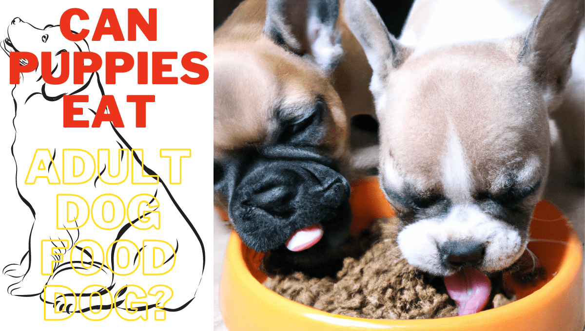 Can Puppies Eat Adult Dog Food?