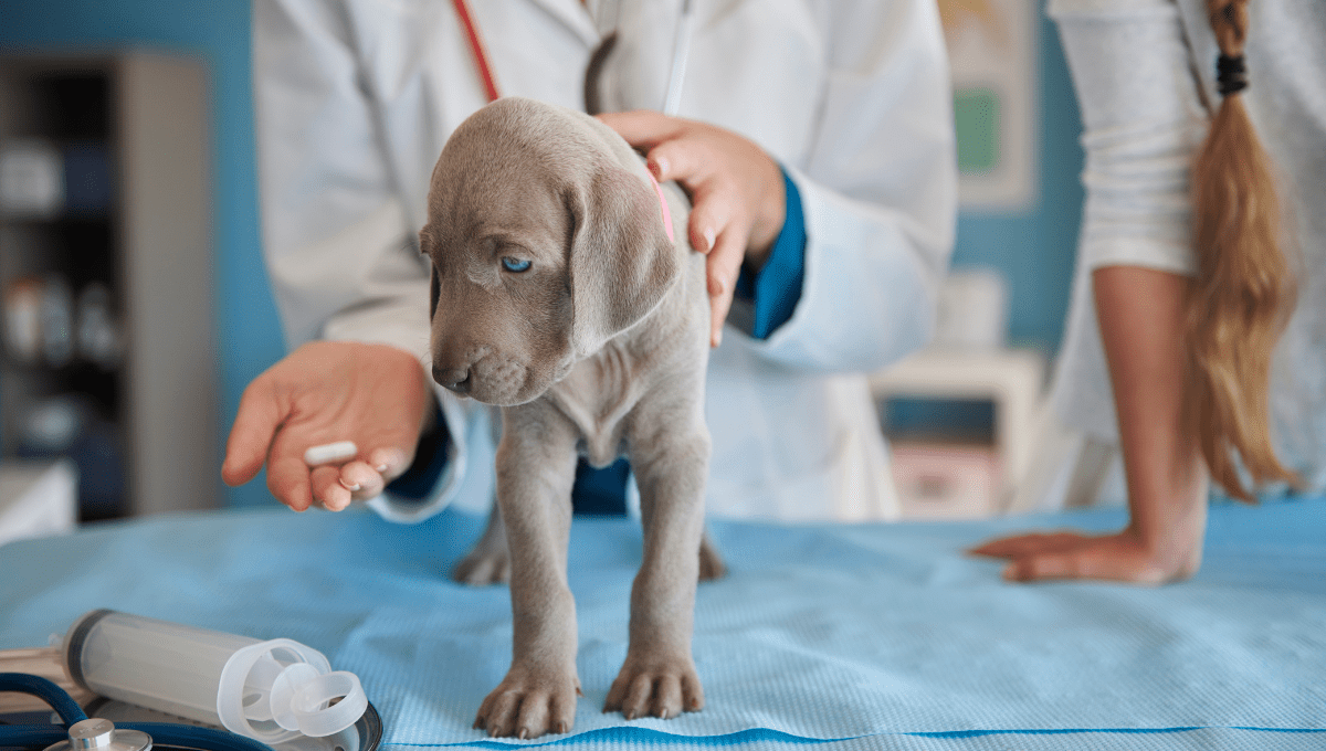 Can Puppies Eat Adult Dog Food?