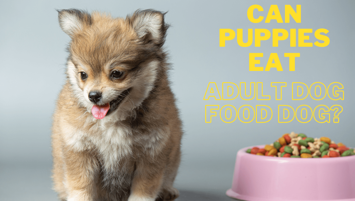 Can Puppies Eat Adult Dog Food?