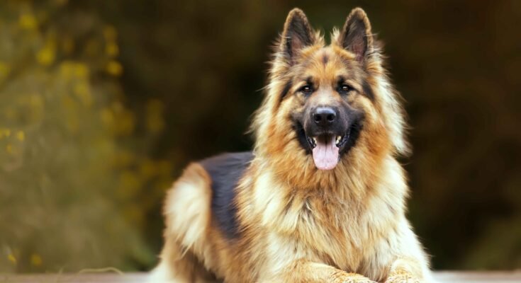 Golden Bernese Mountain Dog|