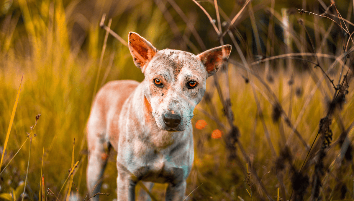 Homemade Dog Food For Dogs With Skin Allergies