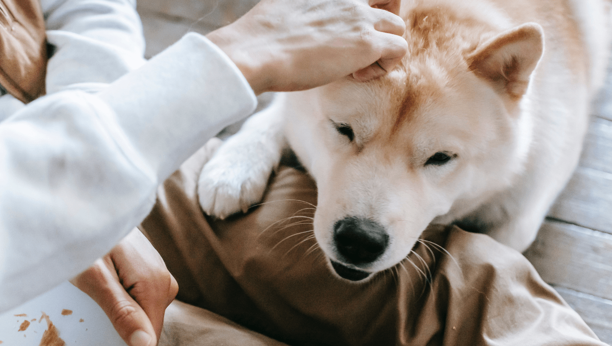 How Much Food to Feed a Lab Puppy?