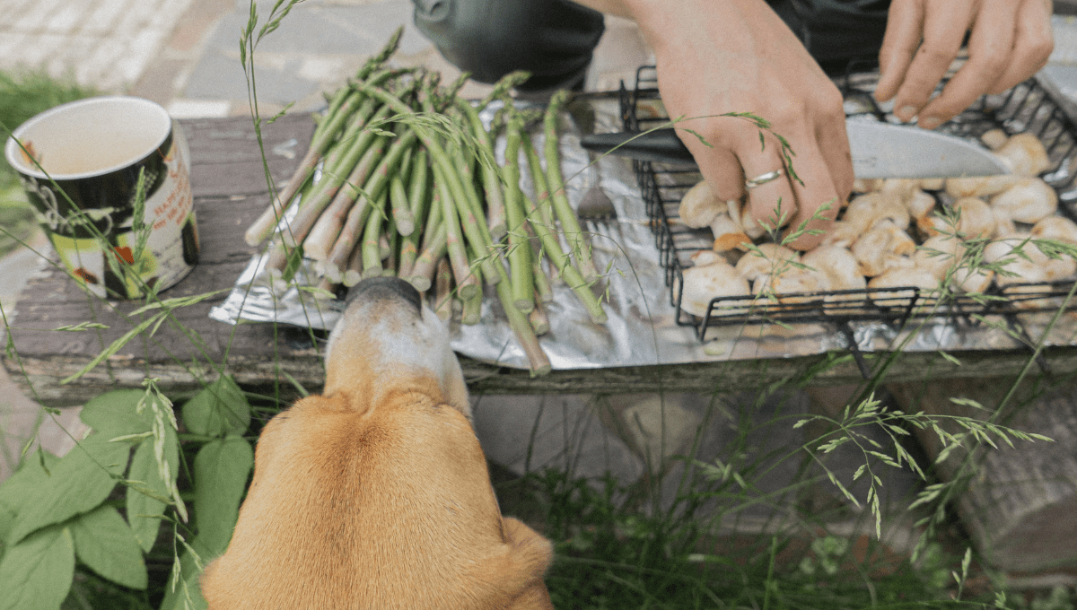 homemade dog food for dogs with skin allergies