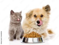 Natural Balance vegan dog food