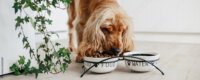 Natural Balance vegan dog food