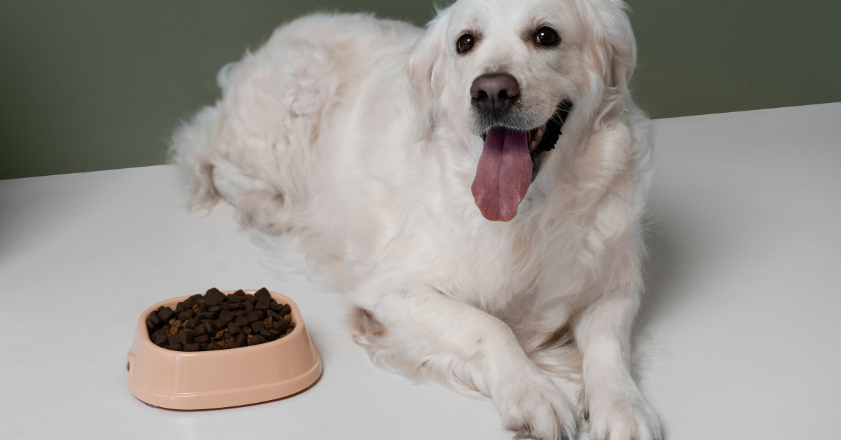 Can Puppies Eat Adult Dog Food?