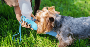 Keeping Your Dog Hydrated