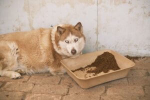 homemade dog food for dogs with skin allergies