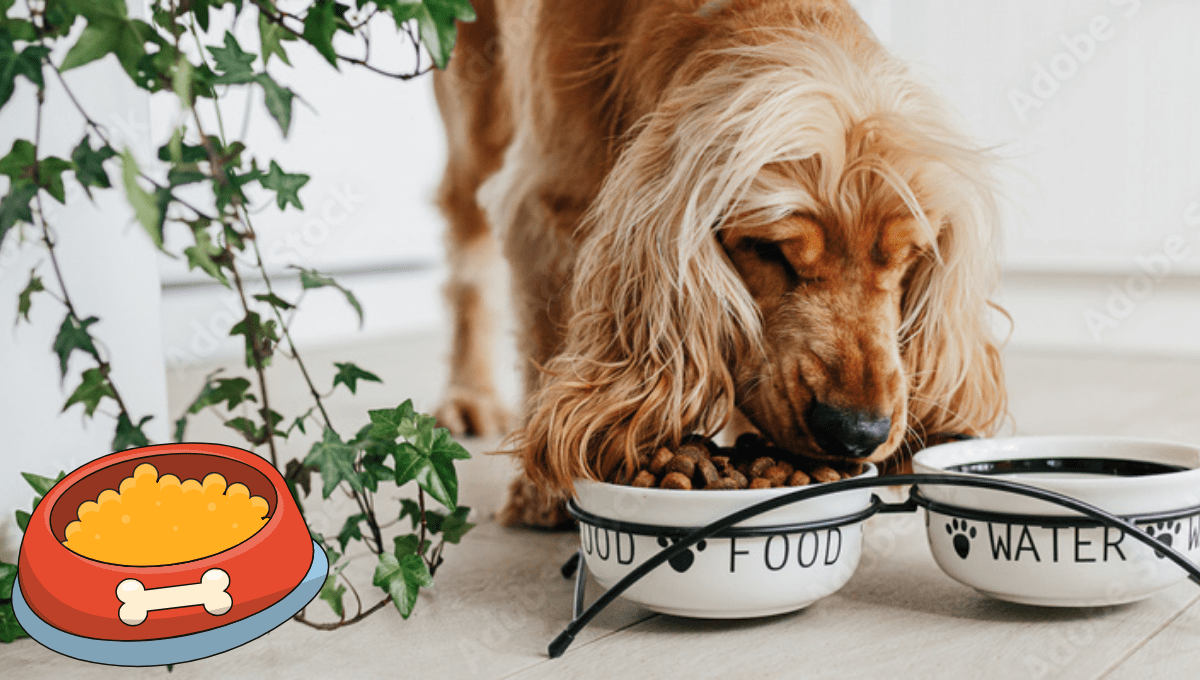 Homemade Vegan Dog Food Recipes Vet-Approved