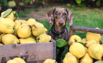 Grain-Free Dog Food