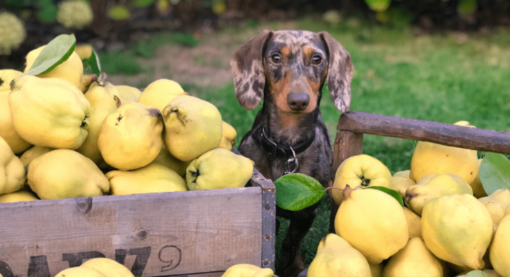 Grain-Free Dog Food