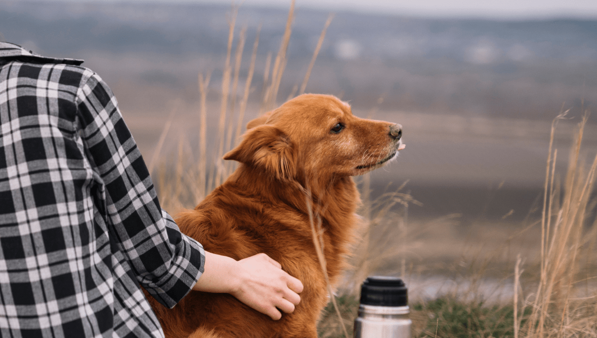 Natural Remedies for Dog Anxiety