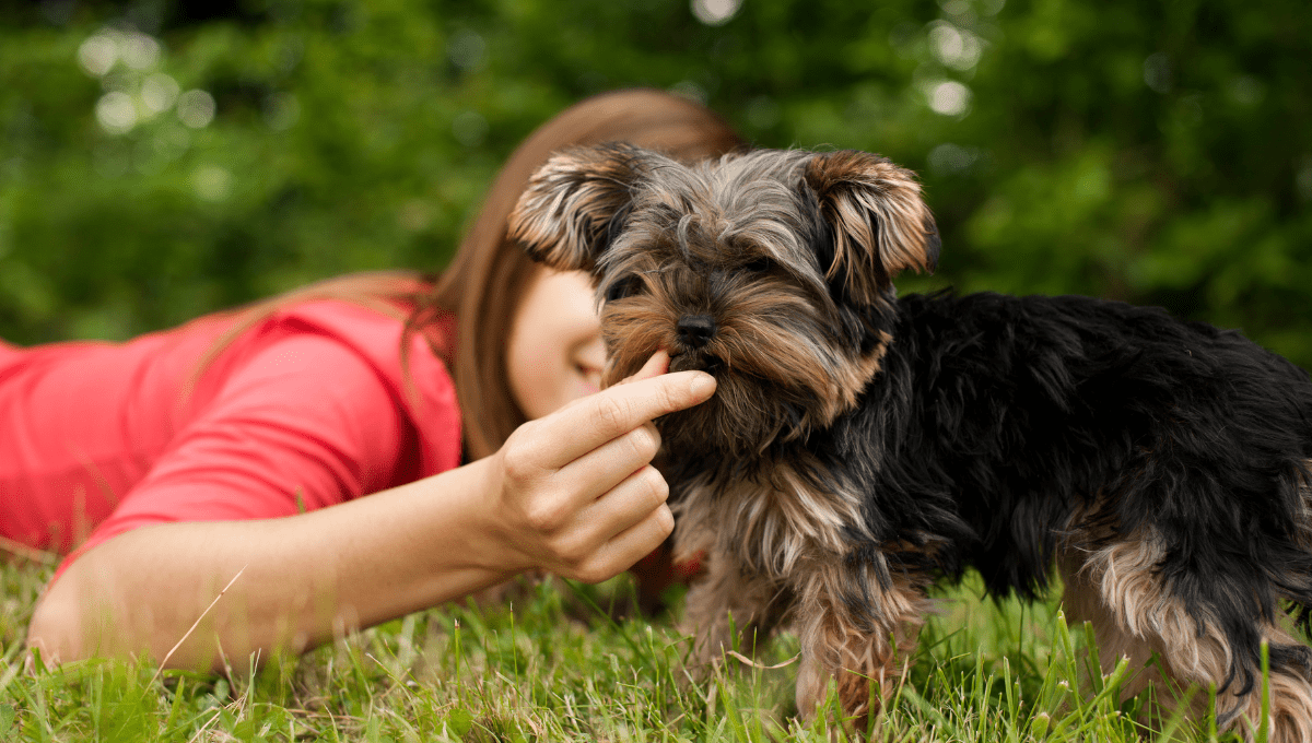 Natural Remedies for Dog Anxiety