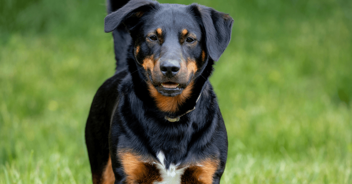 Most dangerous dog breeds by attacks