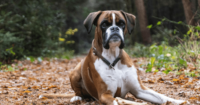 Most dangerous dog breeds by attacks