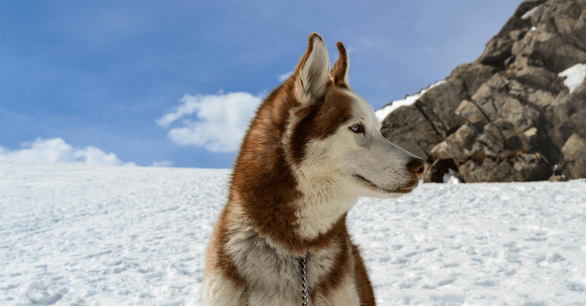 Most dangerous dog breeds by attacks Siberian Huskies are often seen as friendly and gentle, but it's important to consider individual behavior and responsible ownership. Misconceptions and sensationalized media can overshadow the importance of proper training and socialization for any breed. Education and understanding of dog behavior can help reduce risks and promote safer interactions between humans and dogs.