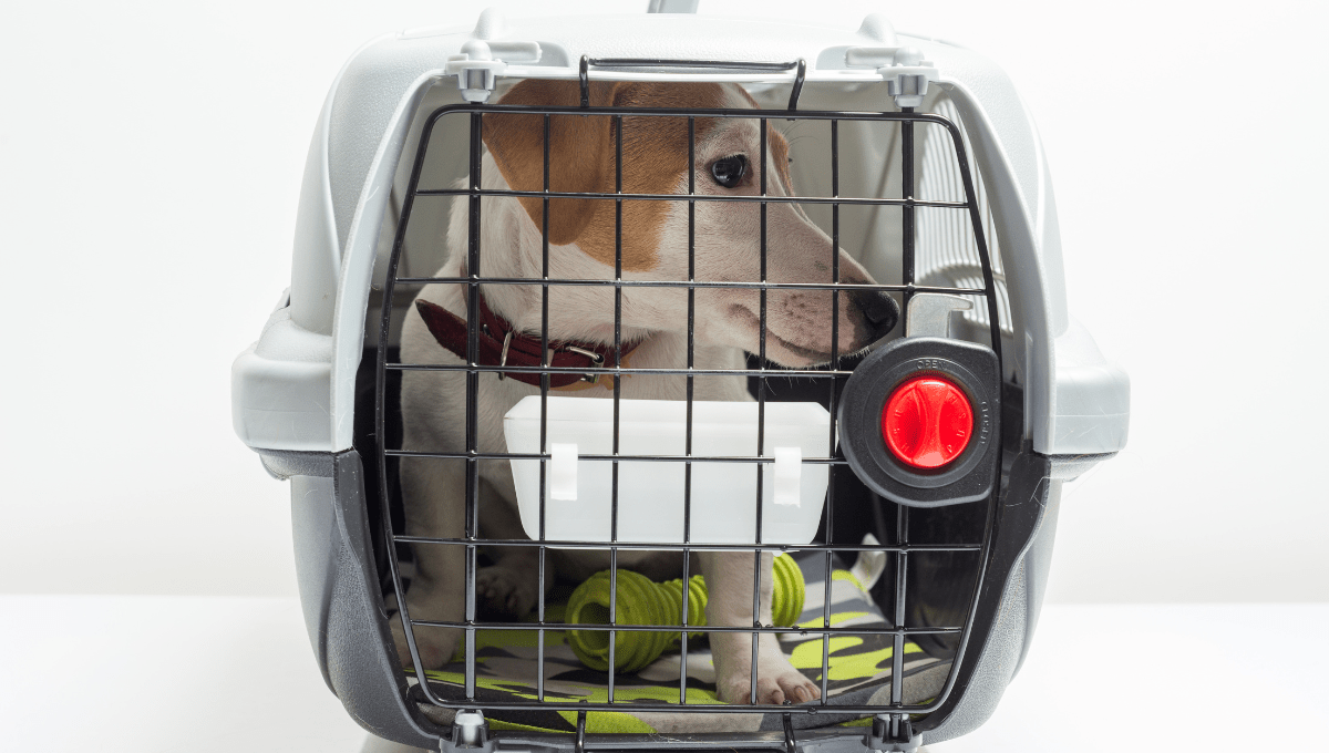 How to properly crate train your puppy?